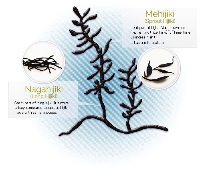 Mehijiki (Sprout Hijiki) : Leaf part of hijiki. Also known as a "kome hijiki", "Hime Hijiki (princess hijiki)"