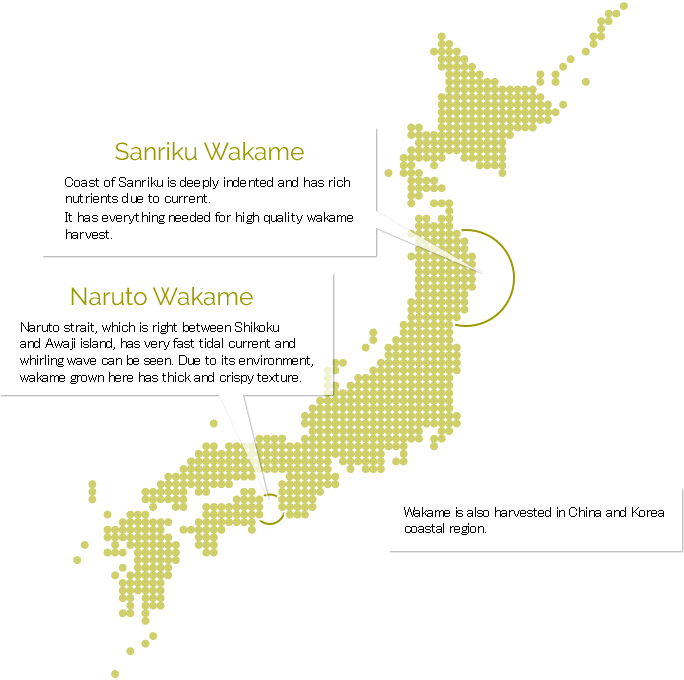 Sanriku Wakame : Coast of Sanriku is deeply indented and has rich nutrients due to current. It has everything needed for high quality wakame harvest. / Naruto Wakame : Naruto strait, which is right between Shikoku and Awaji island, has very fast tidal current and whirling wave can be seen. Due to its environment, wakame grown here has thick and crispy texture. / Wakame is also harvested in China and Korea coastal region.