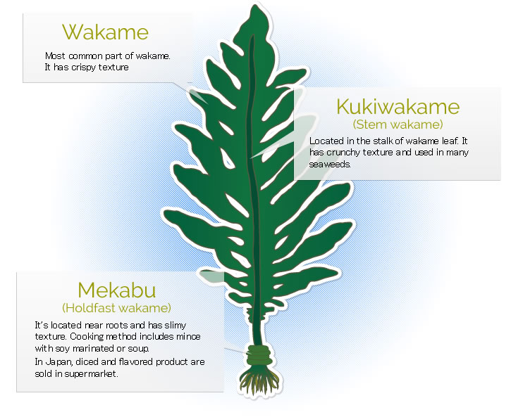 Wakame : Most common part of wakame. It has crispy texure. / kukiwakame (stem wakame) : Located in the stalk of wakame leaf. It has crunchy texture and used in many seaweeds. / Mekabu (Holdfast wakame) : It7s located near roots and has slimy texture. Cooking method includes mince with soy marinated or soup. In Japan, diced and flavored product are sold in supermarket.